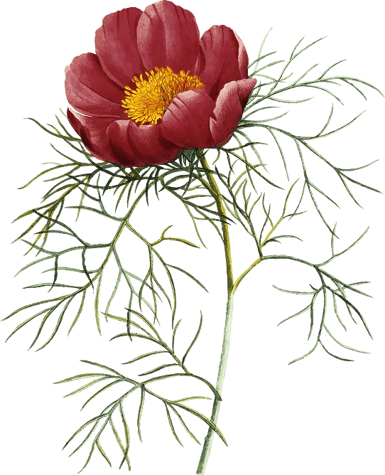 Ornament