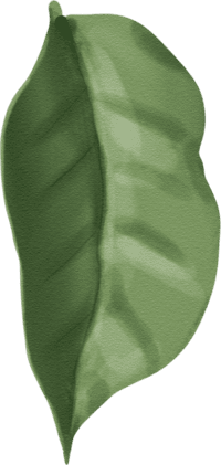 ornamen-02