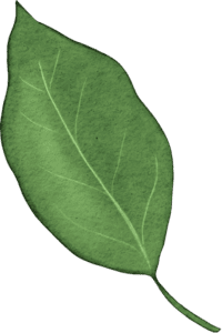 ornamen-06